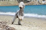 BEDLINGTON TERRIER 076